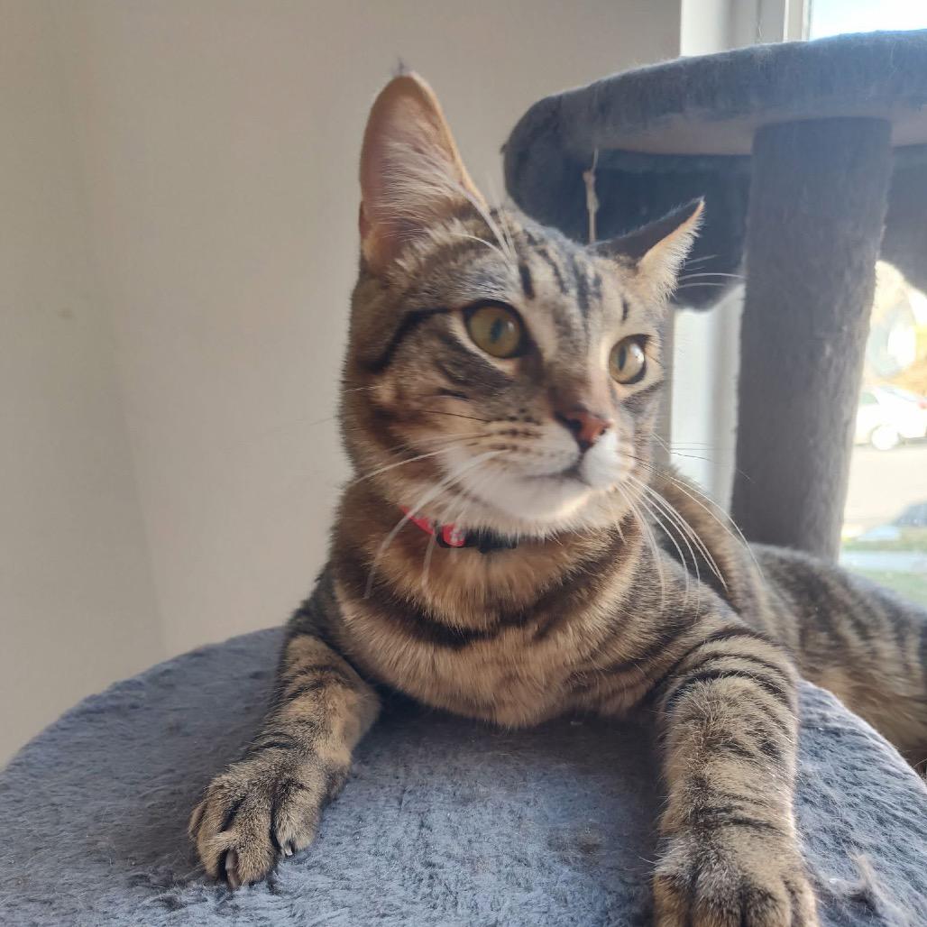 Enlarge Benson, a Adoptable Domestic Short Hair in Bountiful, UT image 2/3