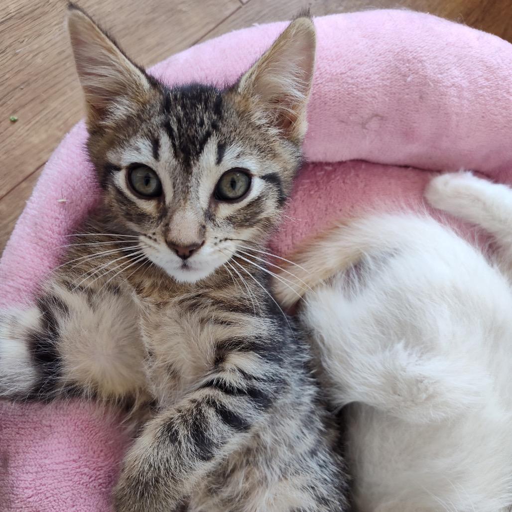 Enlarge Benson, a Adoptable Domestic Short Hair in Bountiful, UT image 3/3