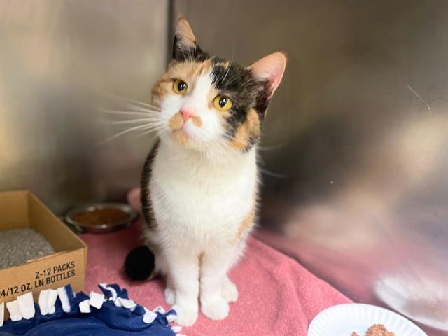 HEIDI, Adoptable, Adult Female Domestic Short Hair.