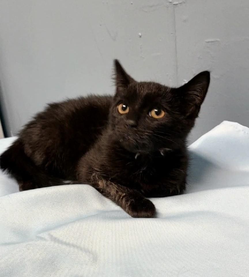 Enlarge Cassandra, a Adoptable Domestic Short Hair in Hoopeston, IL image 1/1