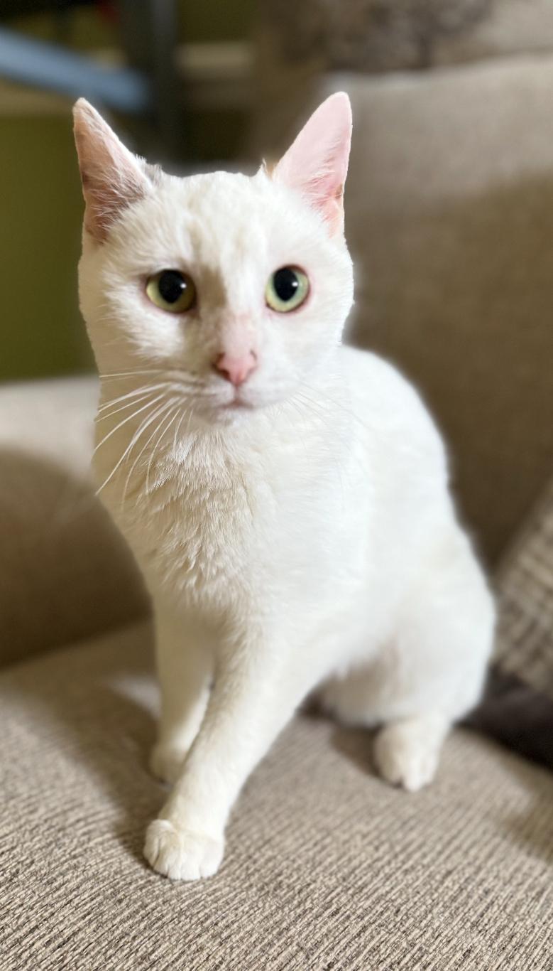Blizzard ( friendly & snuggly), a Adoptable American Shorthair in Staten Island, NY image 5/6