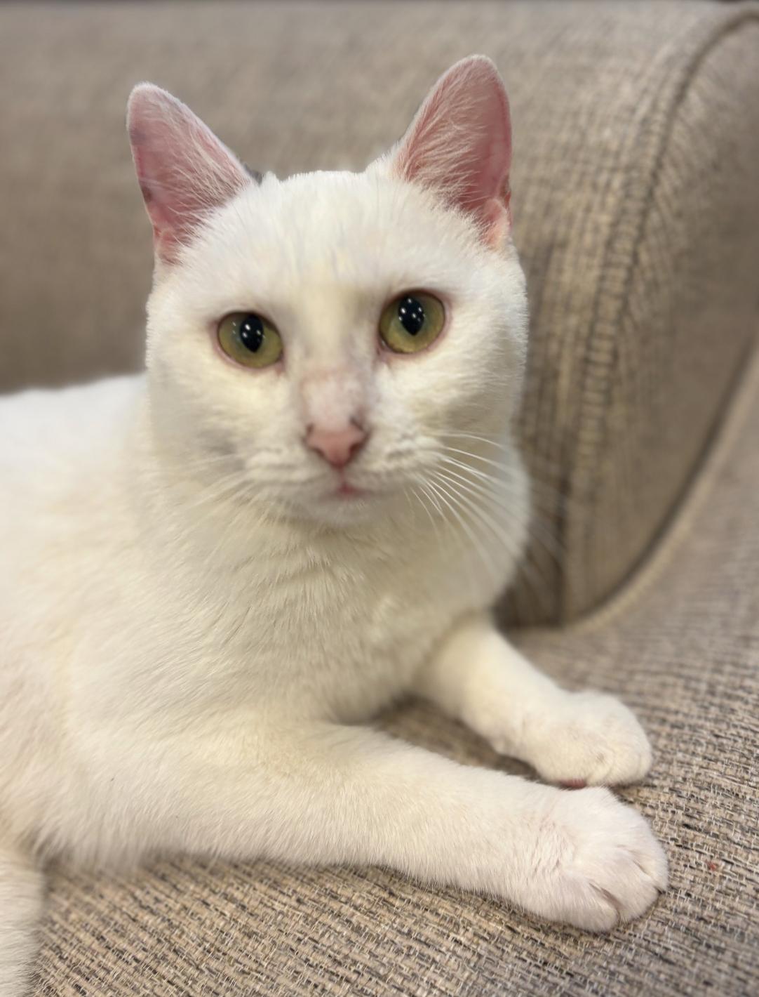 Blizzard ( friendly & snuggly), a Adoptable American Shorthair in Staten Island, NY image 1/6