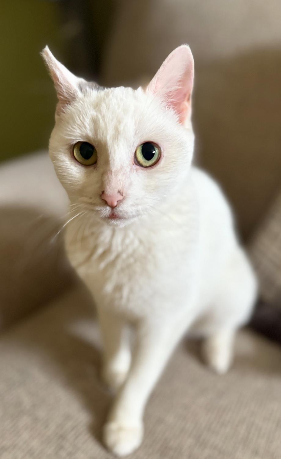 Blizzard ( friendly & snuggly), a Adoptable American Shorthair in Staten Island, NY image 6/6