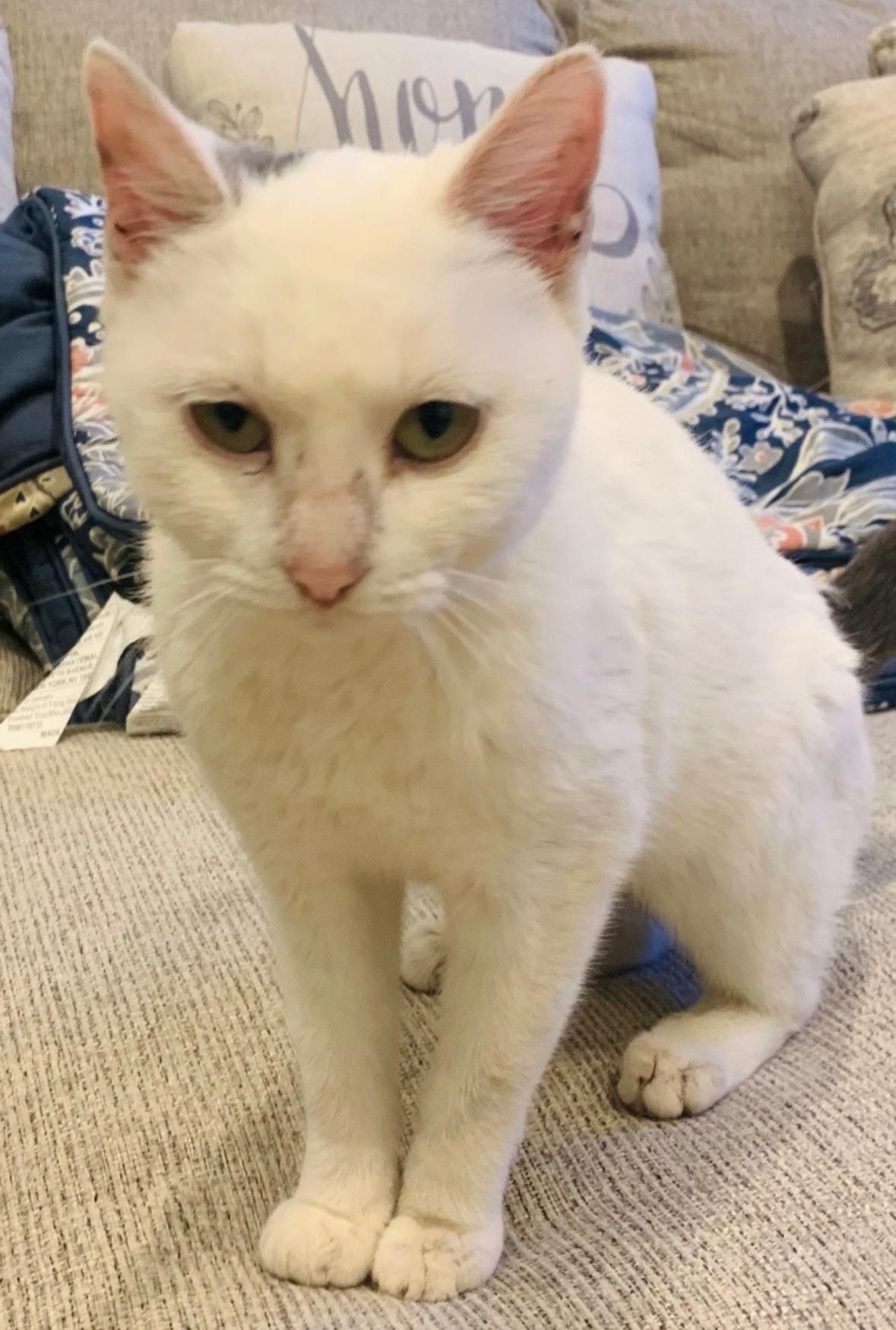 Blizzard ( friendly & snuggly), a Adoptable American Shorthair in Staten Island, NY image 3/6