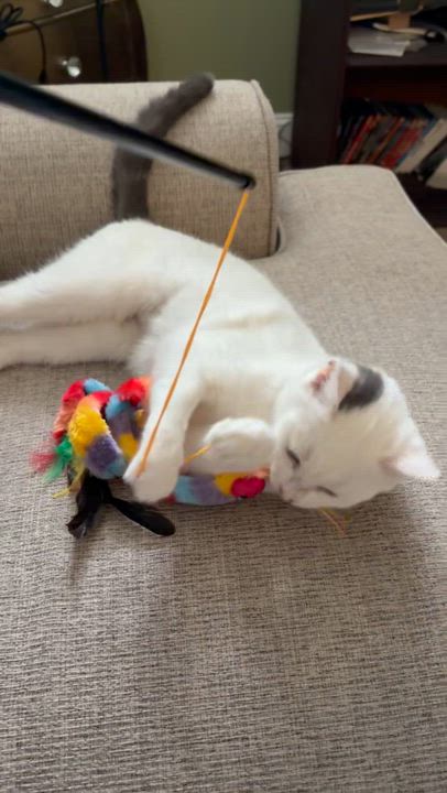 Enlarge Blizzard ( friendly & snuggly), a Adoptable American Shorthair in Staten Island, NY video 2/6