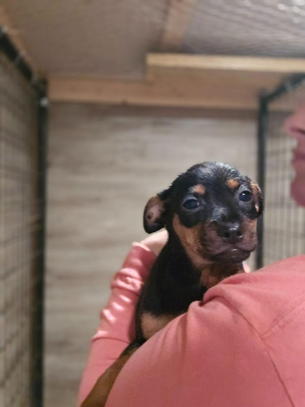 Everest, Adopted, Puppy Female Mixed Breed.