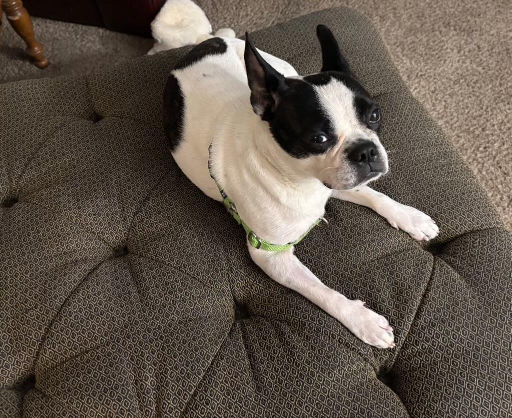 Luke, an adopted Boston Terrier in Weston, MA image 1/3