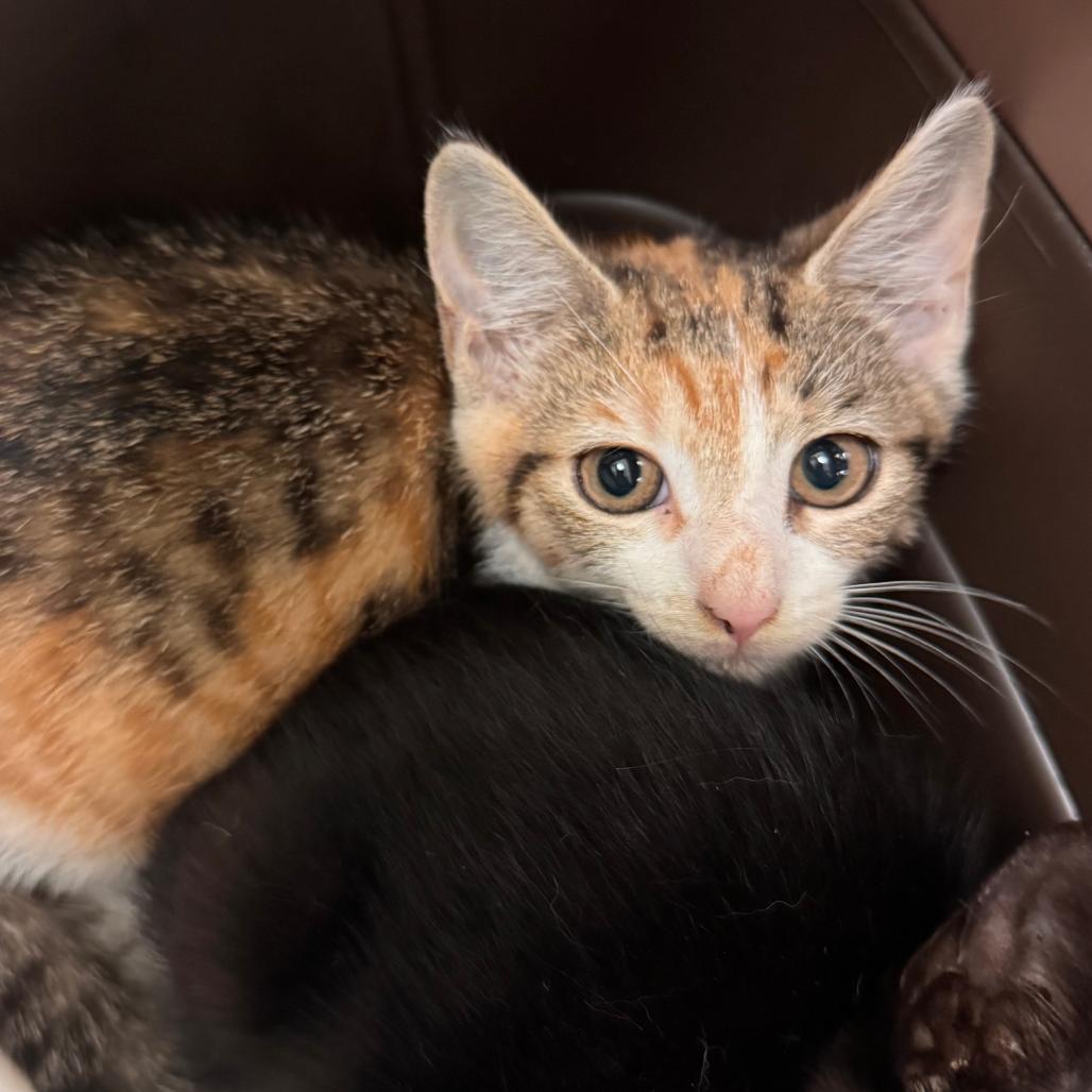 Violet, Adoptable, Kitten Female Domestic Short Hair.