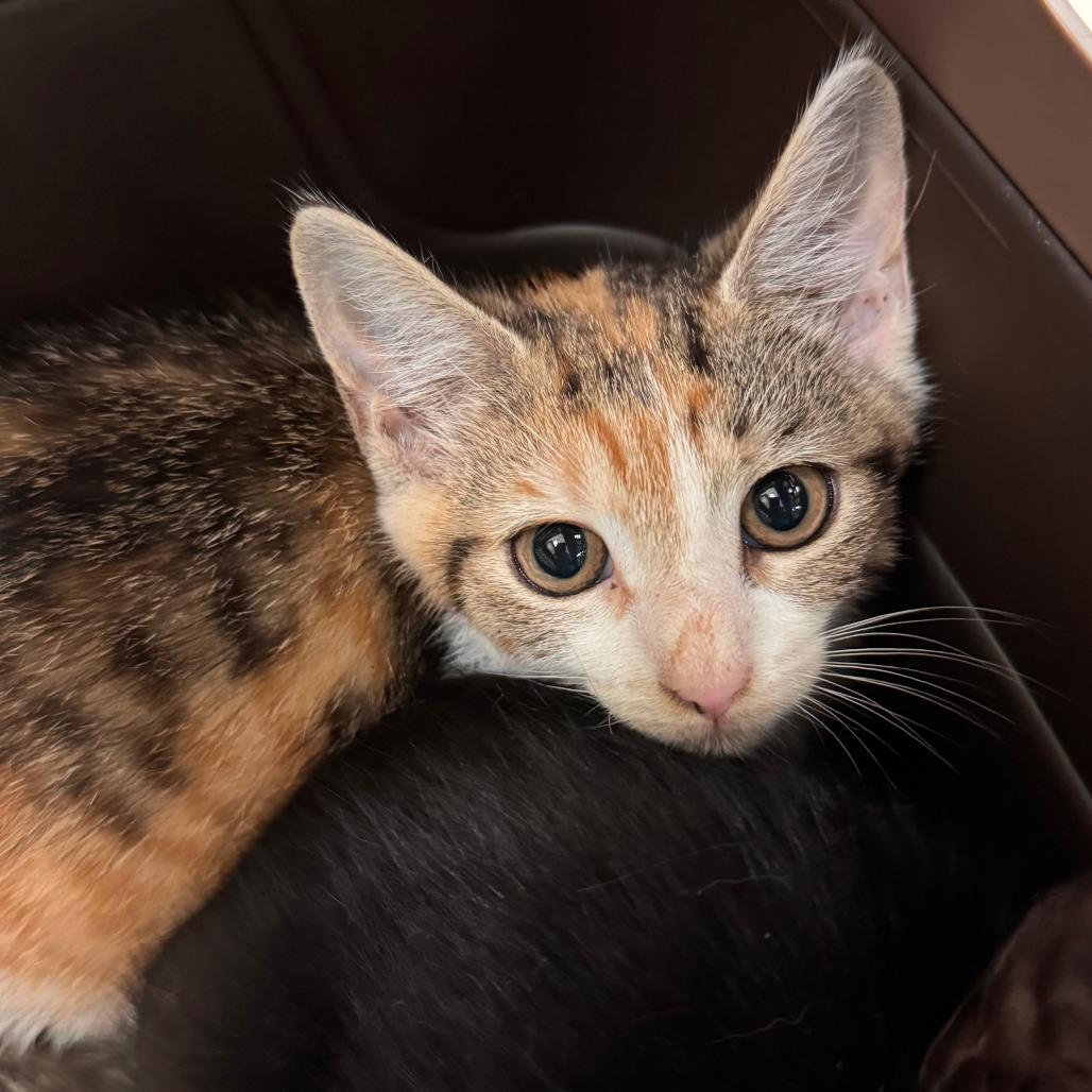 Enlarge Violet, a Adoptable Domestic Short Hair in Lynchburg, VA image 2/2