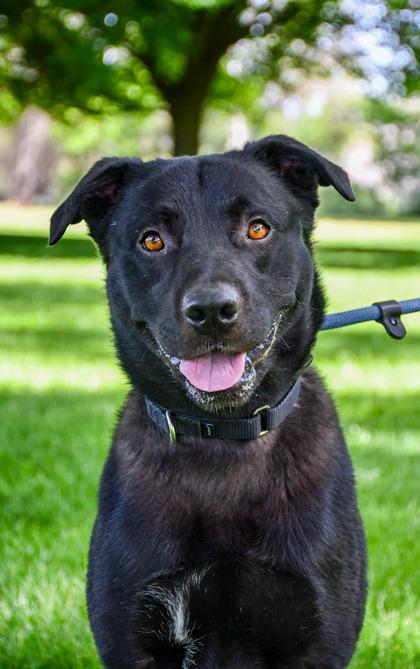 Paul, a Adoptable mixed breed in Yakima, WA image 1/3