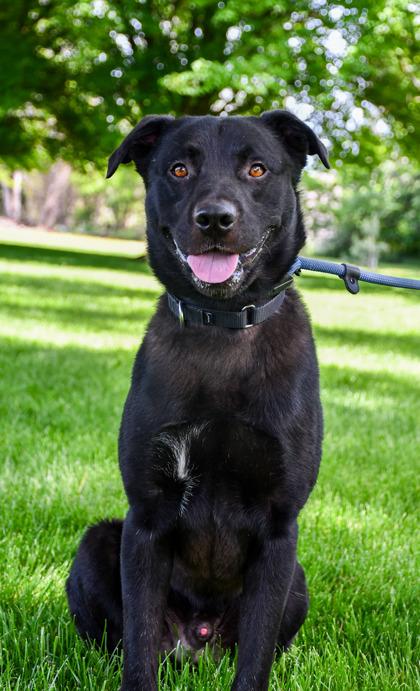 Paul, a Adoptable mixed breed in Yakima, WA image 2/3