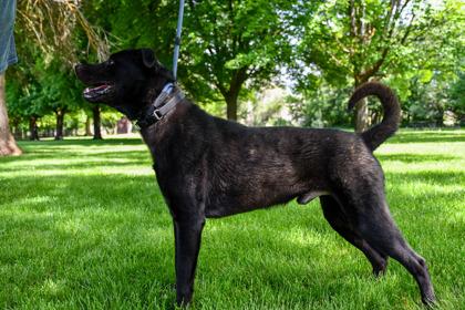 Paul, a Adoptable mixed breed in Yakima, WA image 3/3