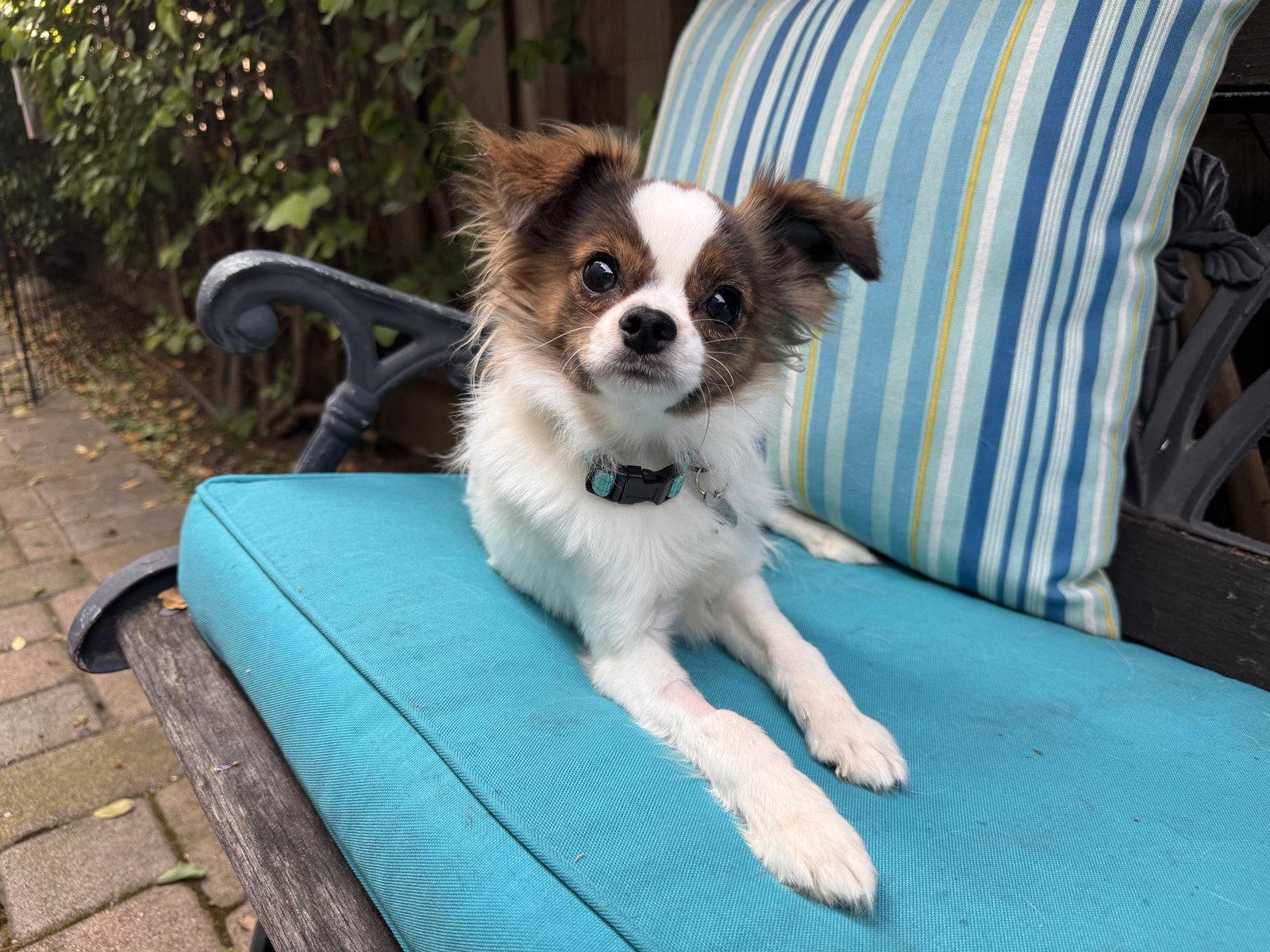 Enlarge Hardy, a Adoptable mixed breed in Santa Clara, CA image 1/3