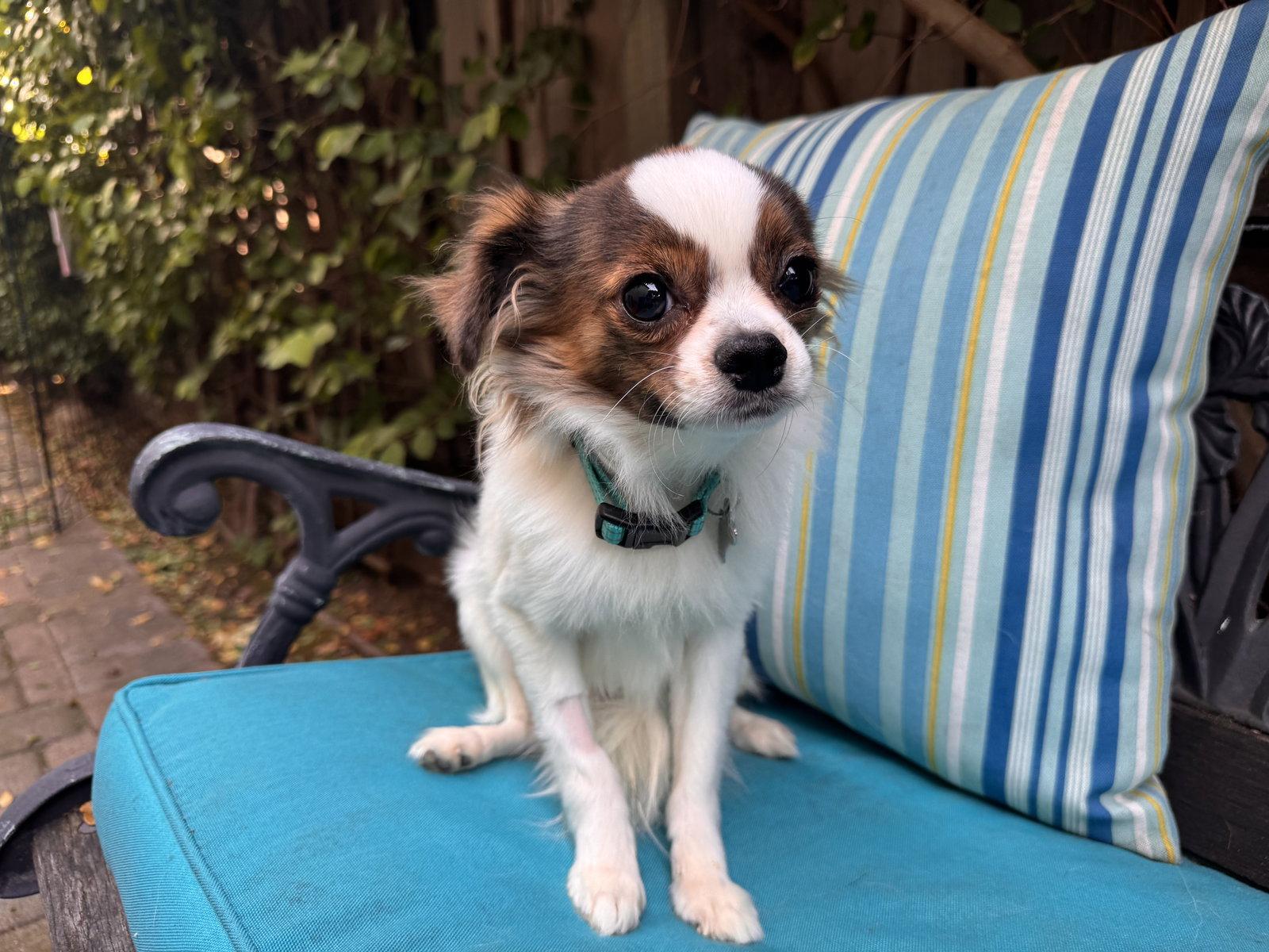Enlarge Hardy, a Adoptable mixed breed in Santa Clara, CA image 3/3