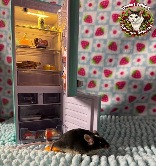 Oregano, a ADOPTABLE Mouse in Huntington, WV image 2/3