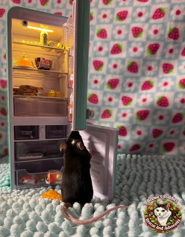Oregano, a ADOPTABLE Mouse in Huntington, WV image 3/3