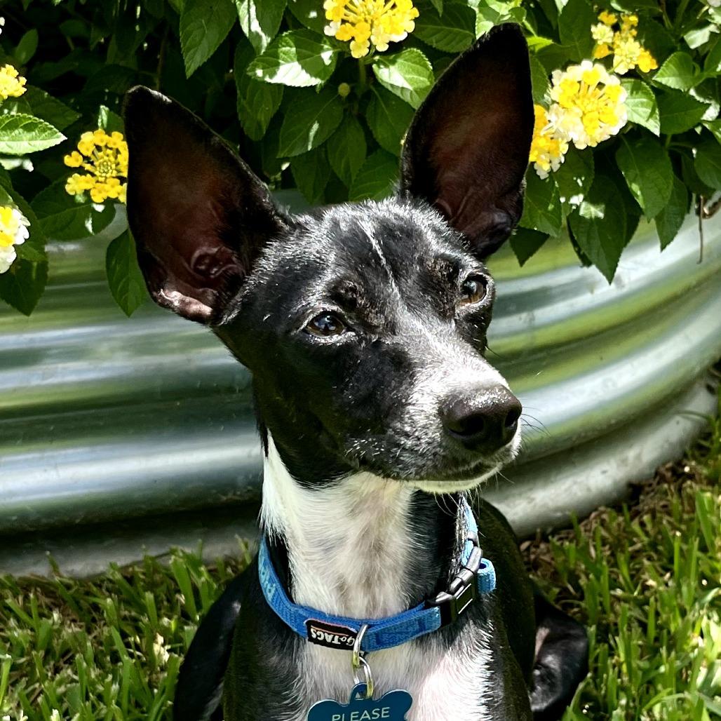 Little Debbie "Lacy", a Adoptable Chihuahua in Katy, TX image 1/5