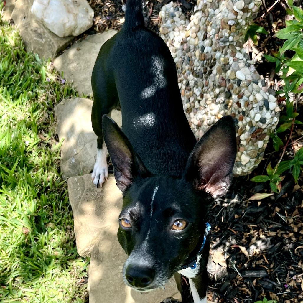 Little Debbie "Lacy", a Adoptable Chihuahua in Katy, TX image 2/5
