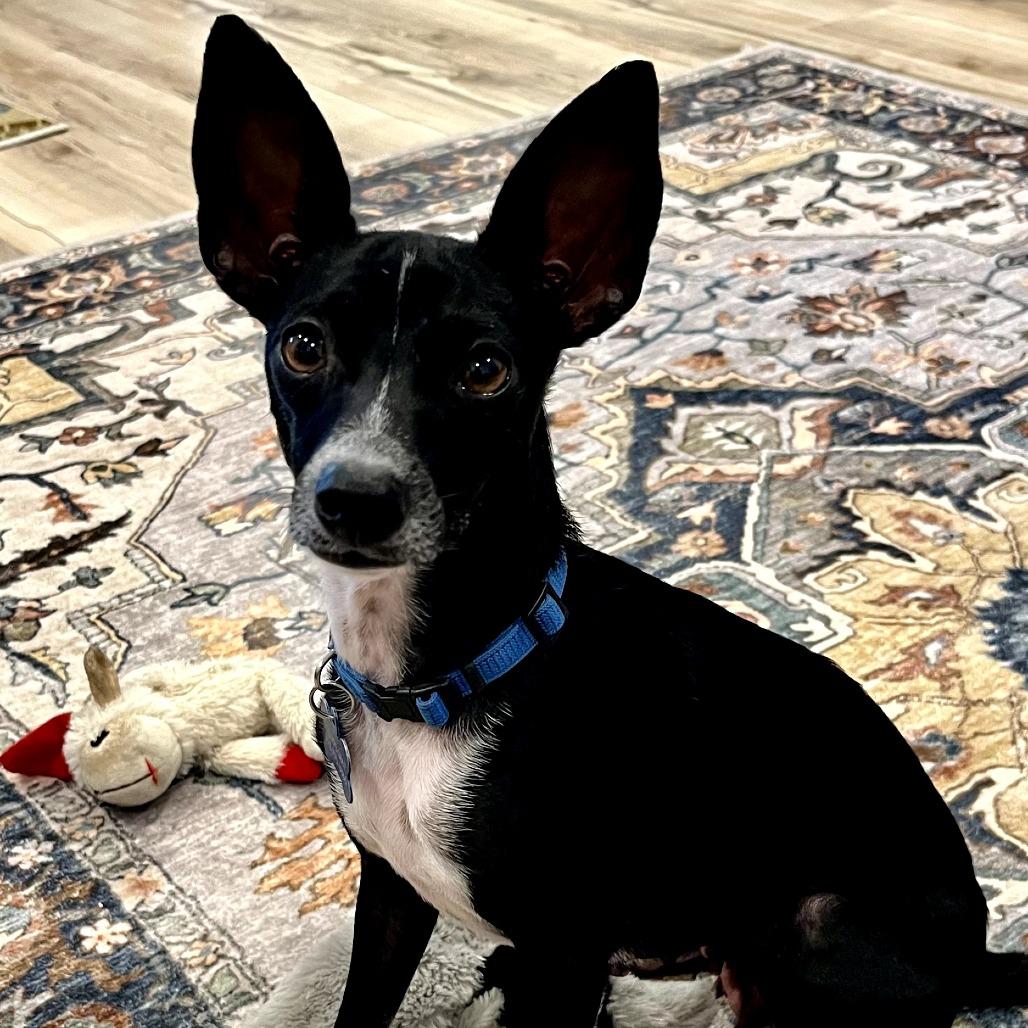 Little Debbie "Lacy", a Adoptable Chihuahua in Katy, TX image 3/5