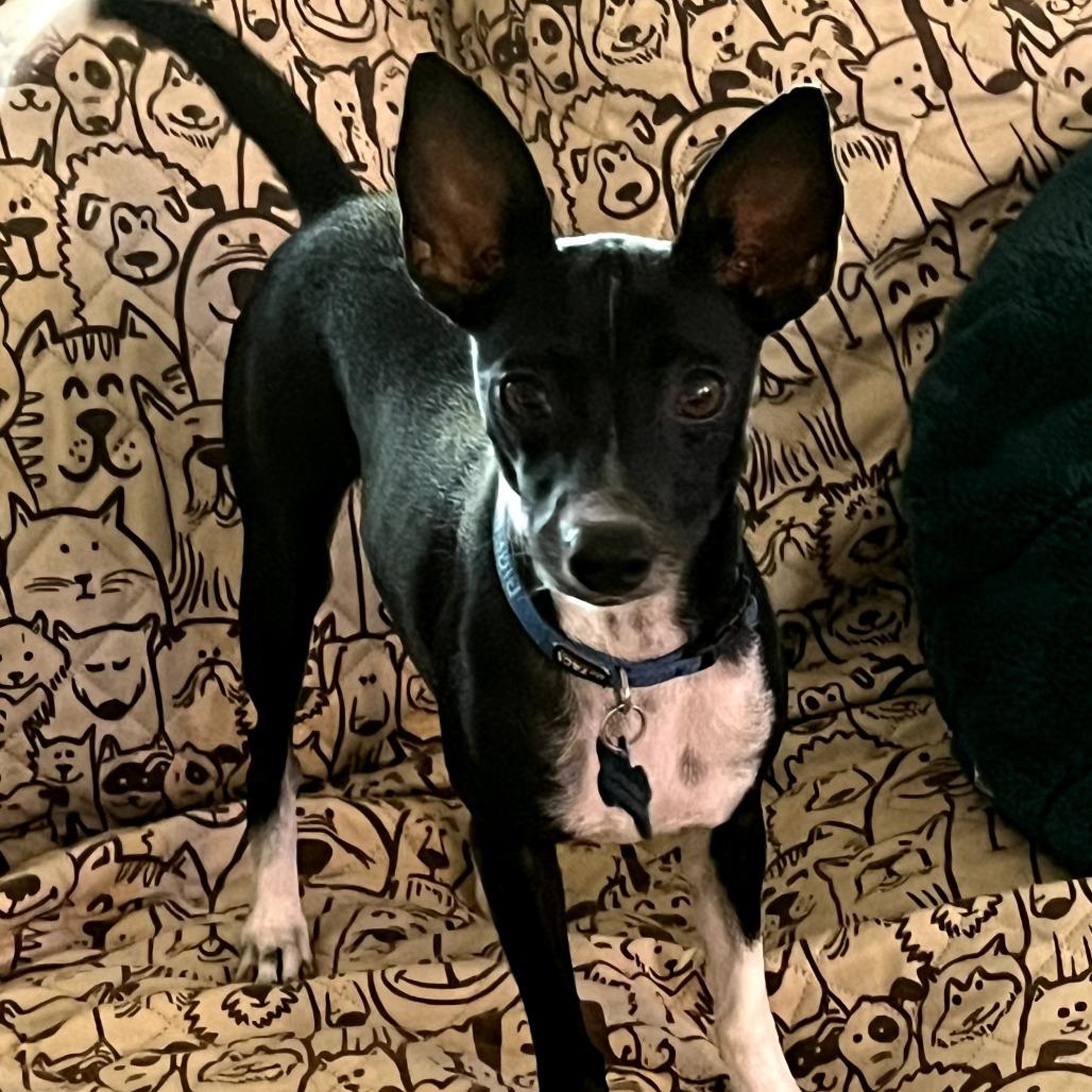 Little Debbie "Lacy", a Adoptable Chihuahua in Katy, TX image 5/5