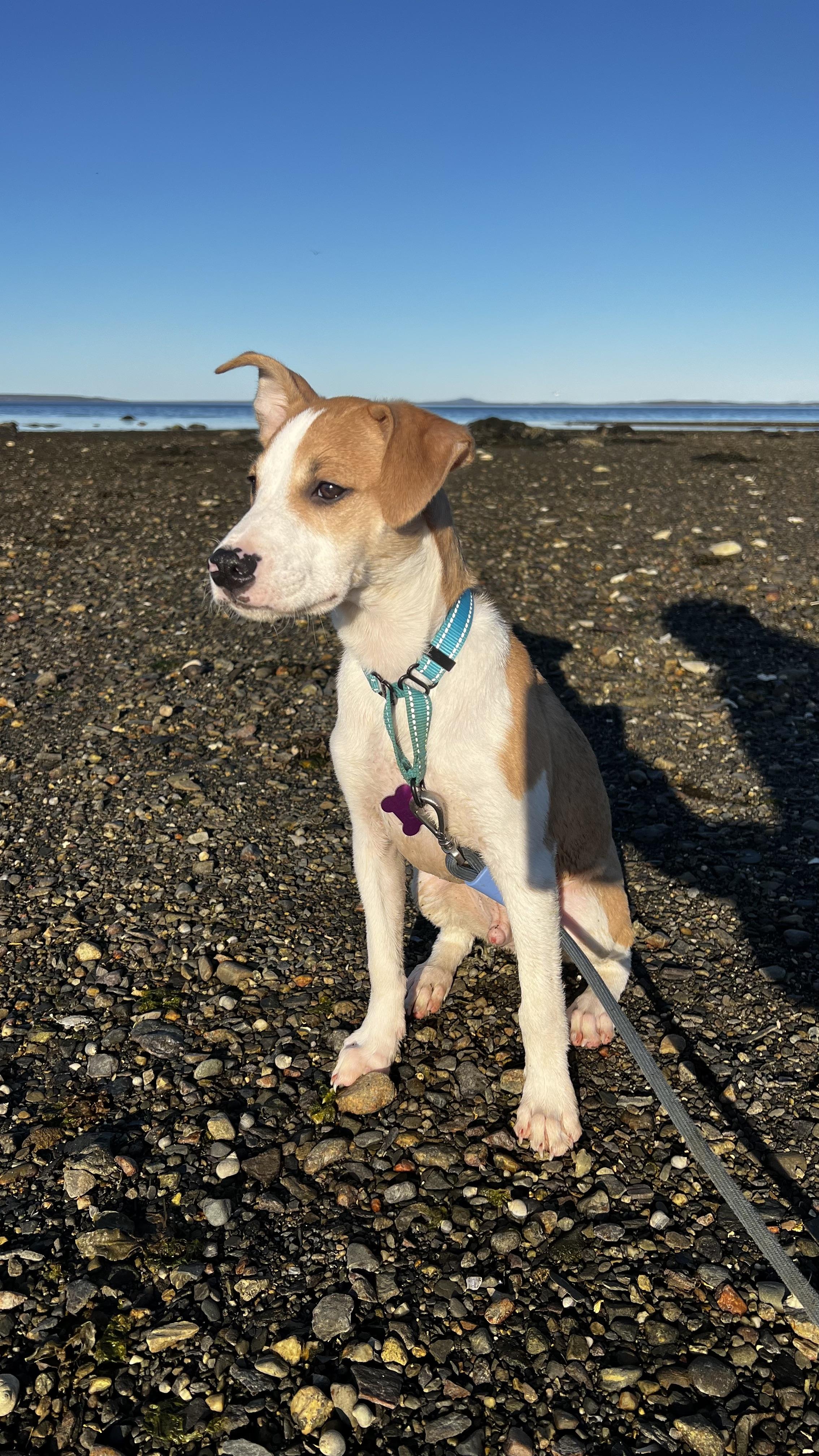 Enlarge Johnny is in Maine!, a Adoptable mixed breed in Belfast, ME image 2/6