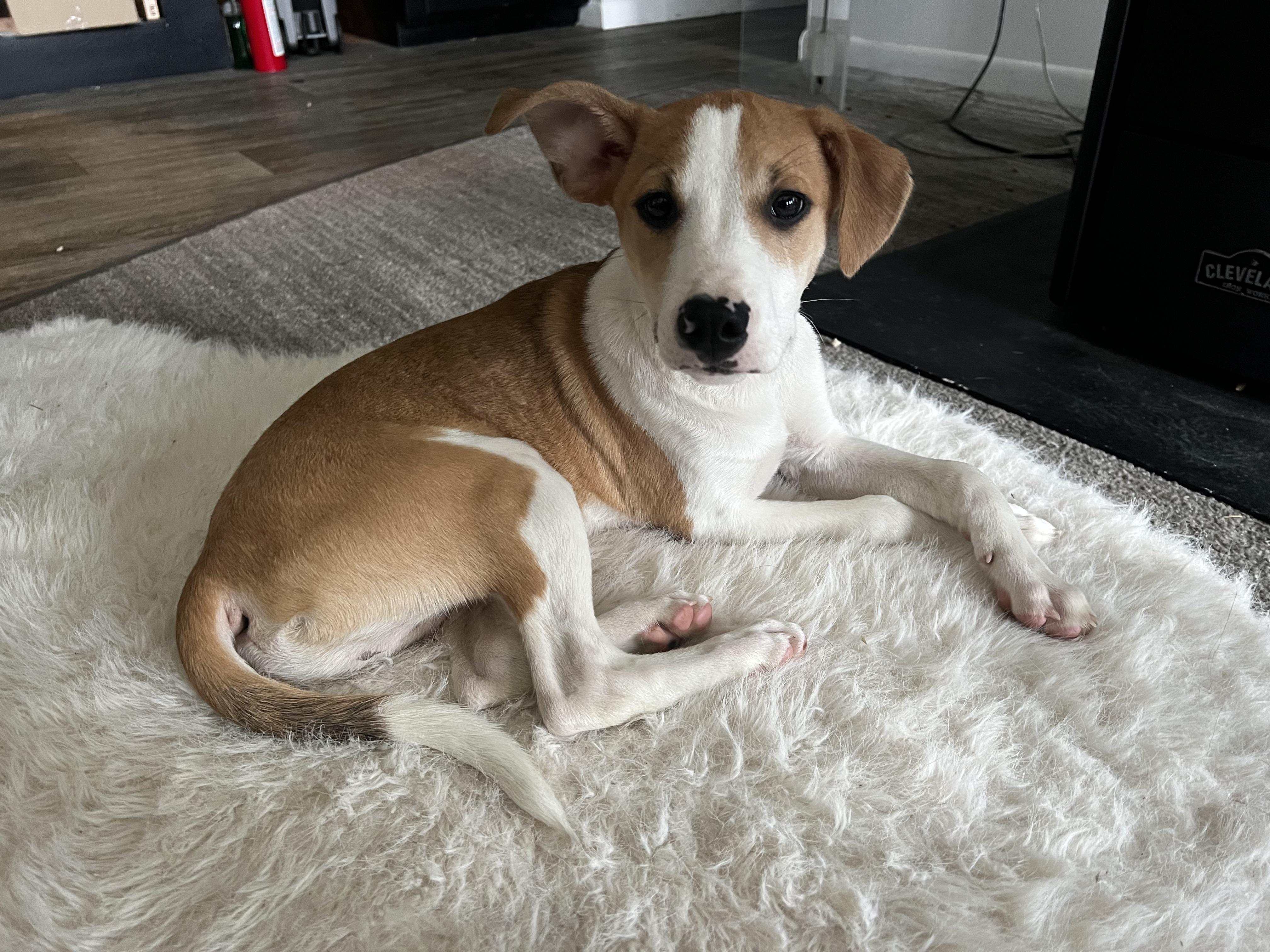 Enlarge Johnny is in Maine!, a Adoptable mixed breed in Belfast, ME image 3/6