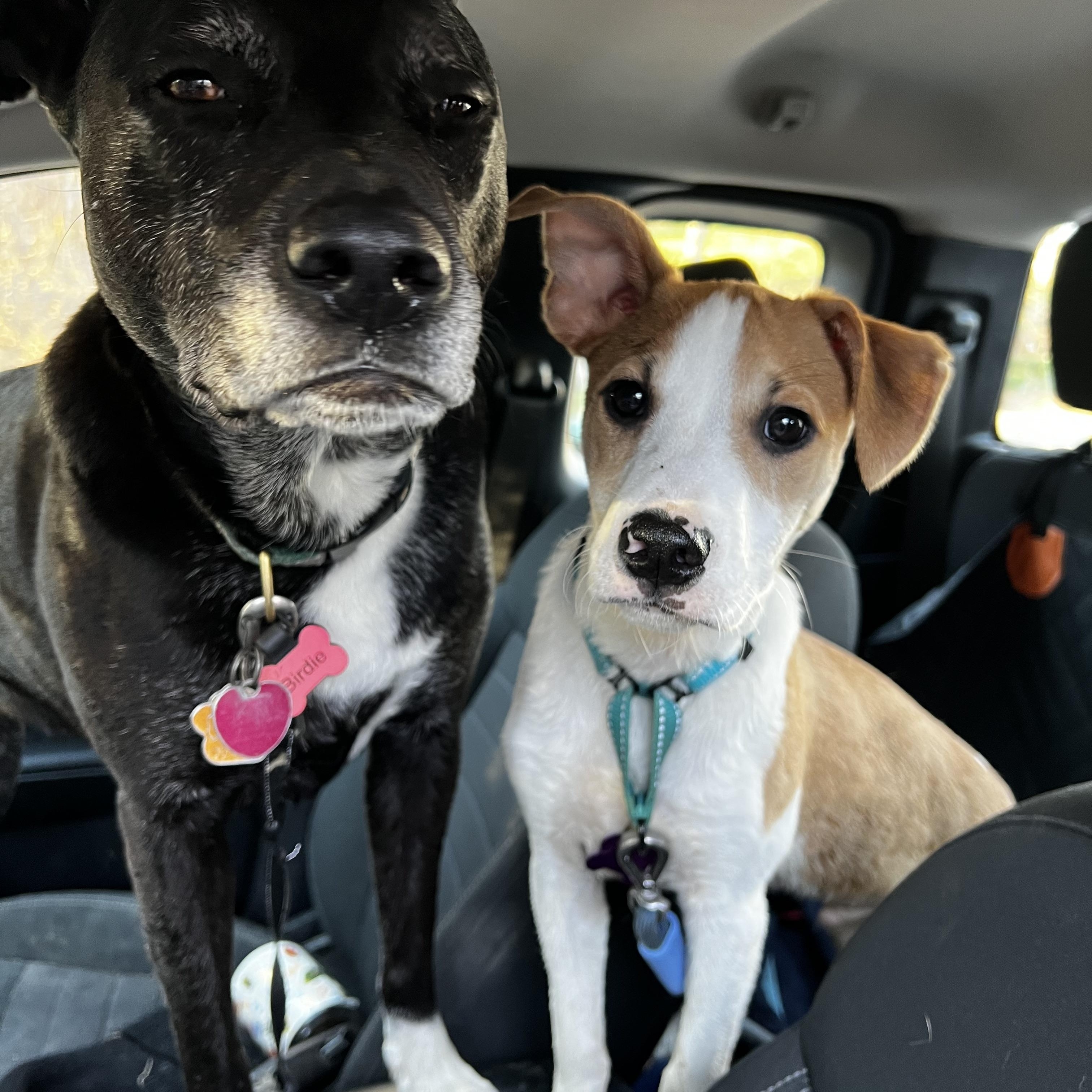 Enlarge Johnny is in Maine!, a Adoptable mixed breed in Belfast, ME image 6/6