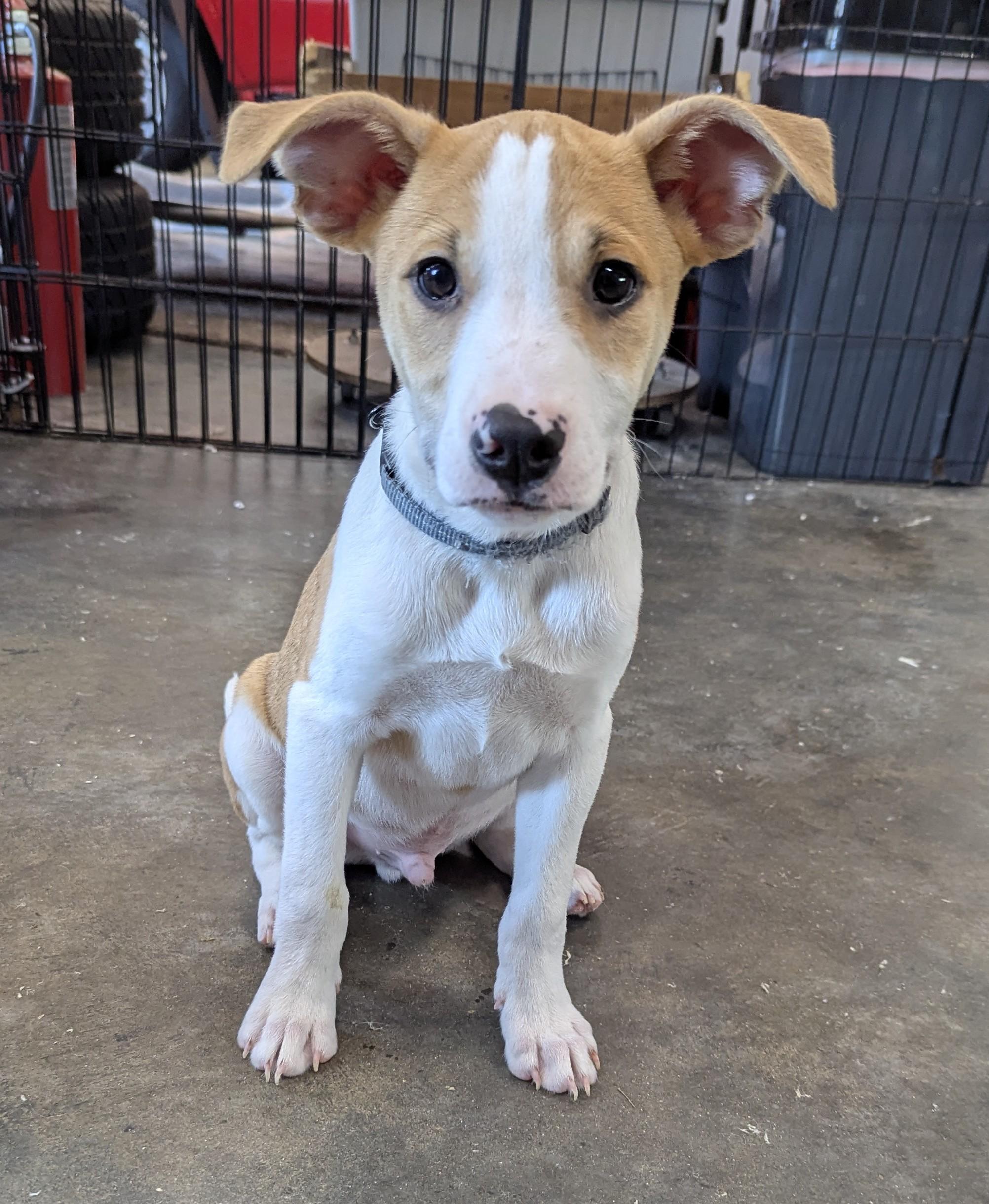 Enlarge Johnny, a Adoptable mixed breed in South Portland, ME image 2/4