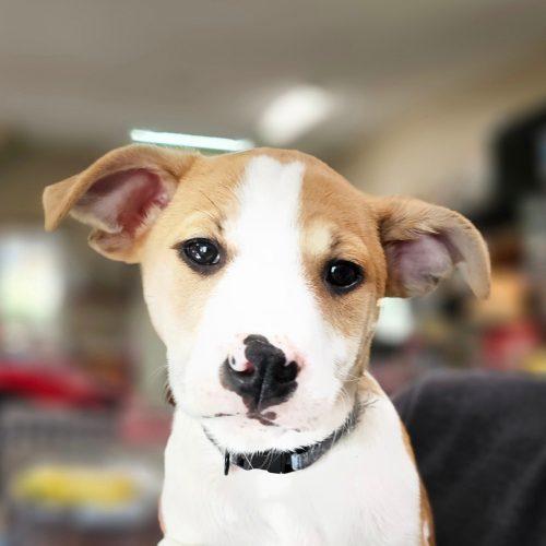 Enlarge Johnny, a Adoptable mixed breed in South Portland, ME image 2/2