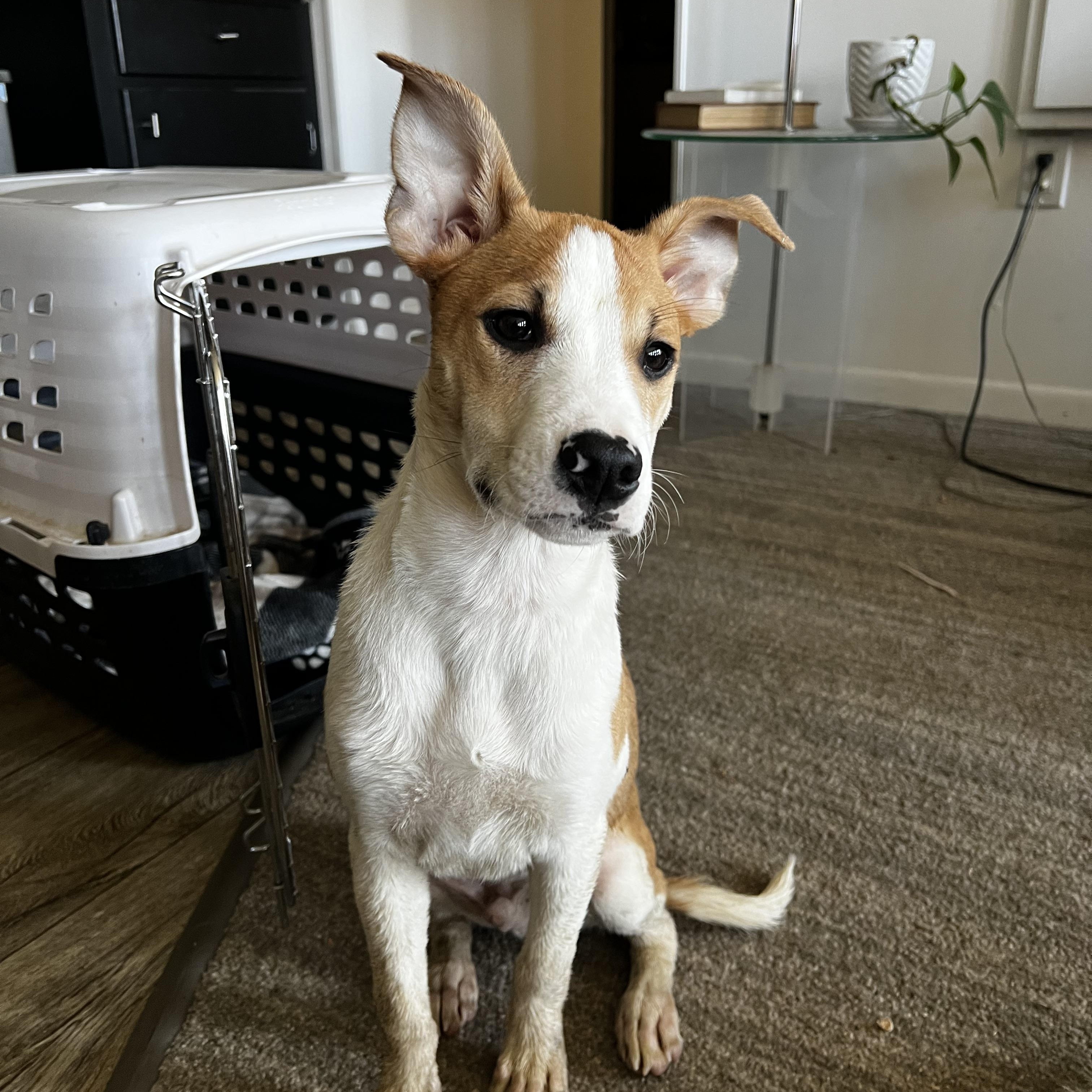 Johnny is in Maine!, Adoptable, Puppy Male Mixed Breed & Border Collie.