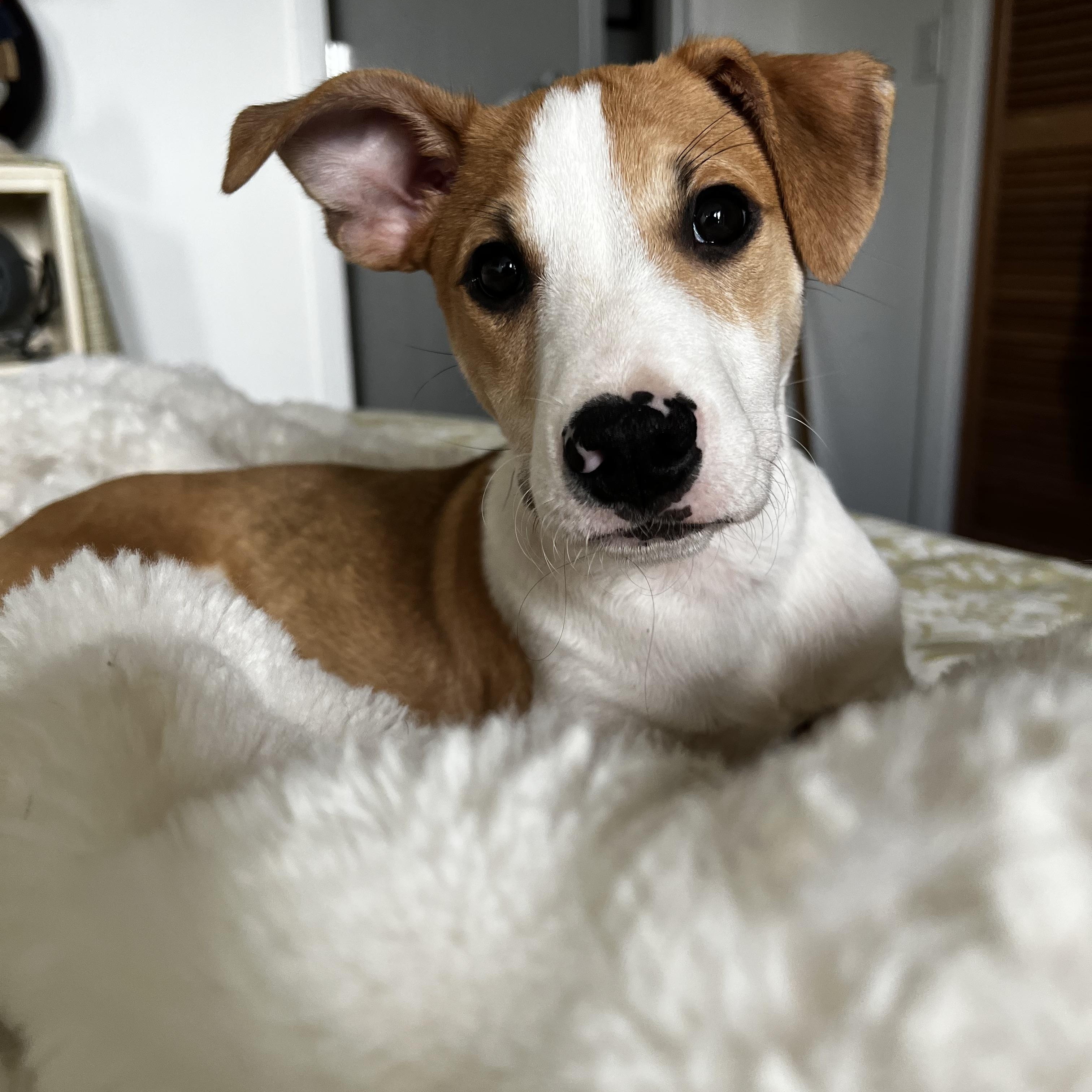 Johnny is adopted!, Adoptable, Puppy Male Mixed Breed & Border Collie.