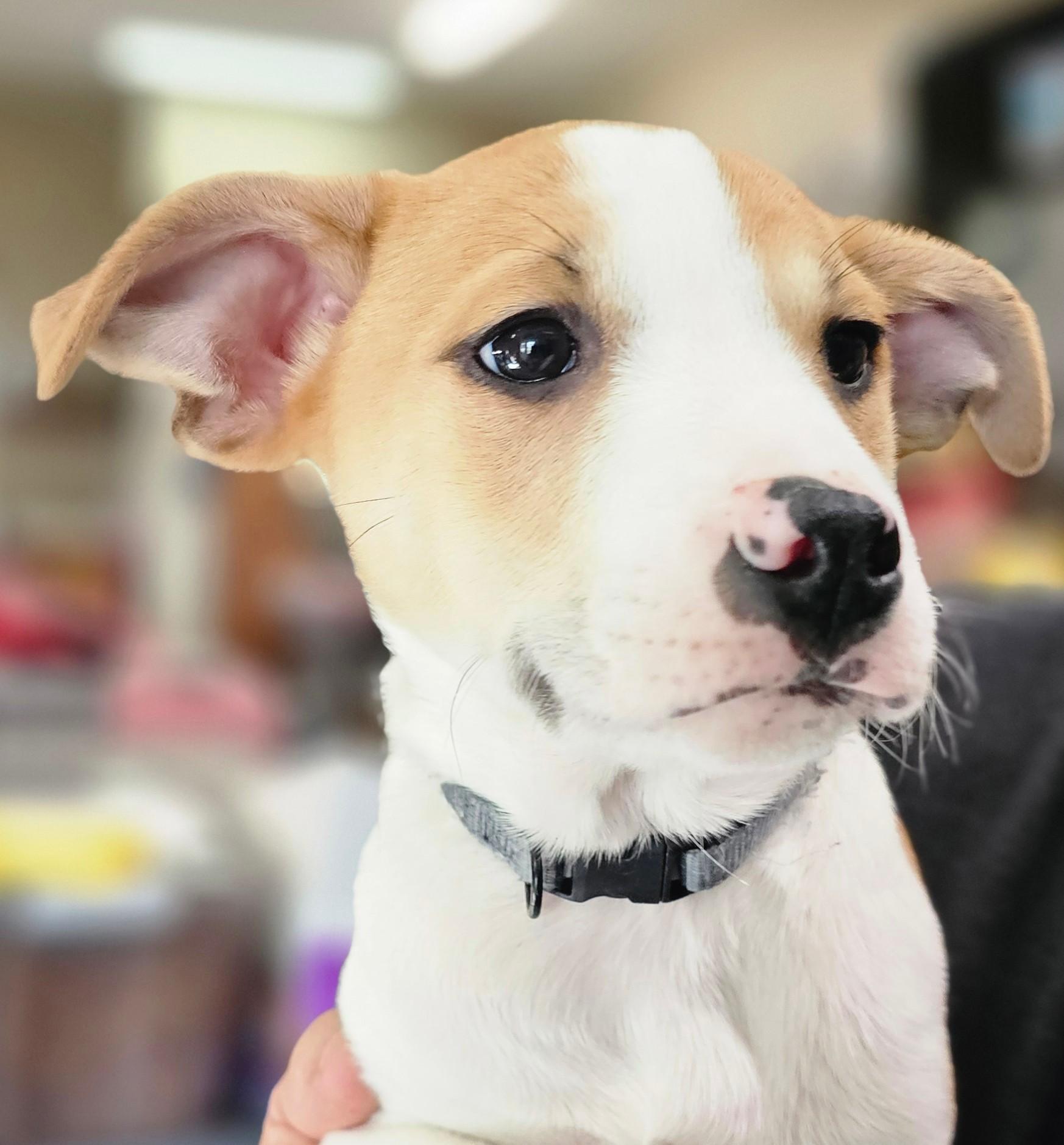 Enlarge Johnny, a Adoptable mixed breed in South Portland, ME image 1/2