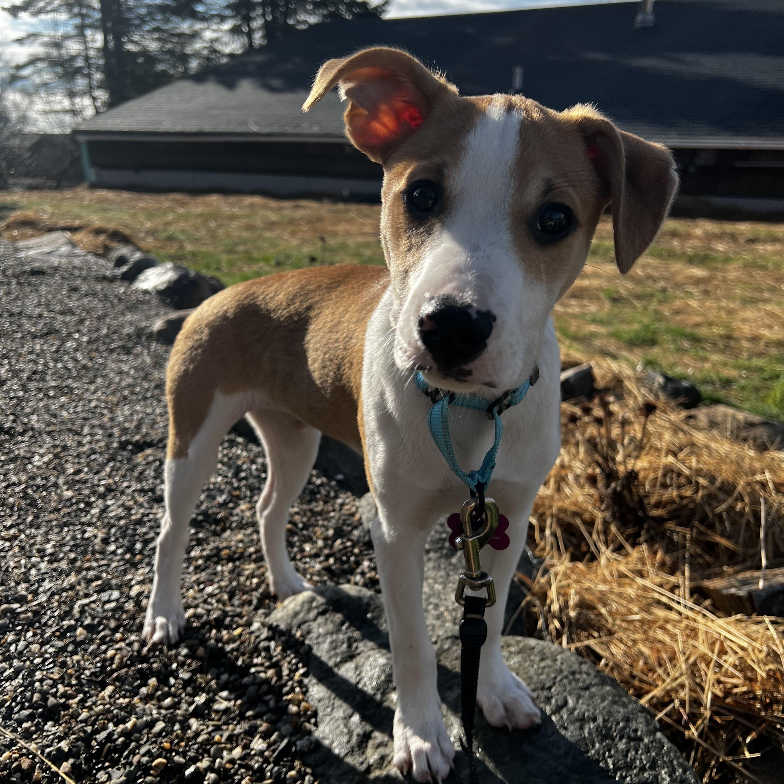 Enlarge Johnny is in Maine!, a Adoptable mixed breed in Belfast, ME image 4/6