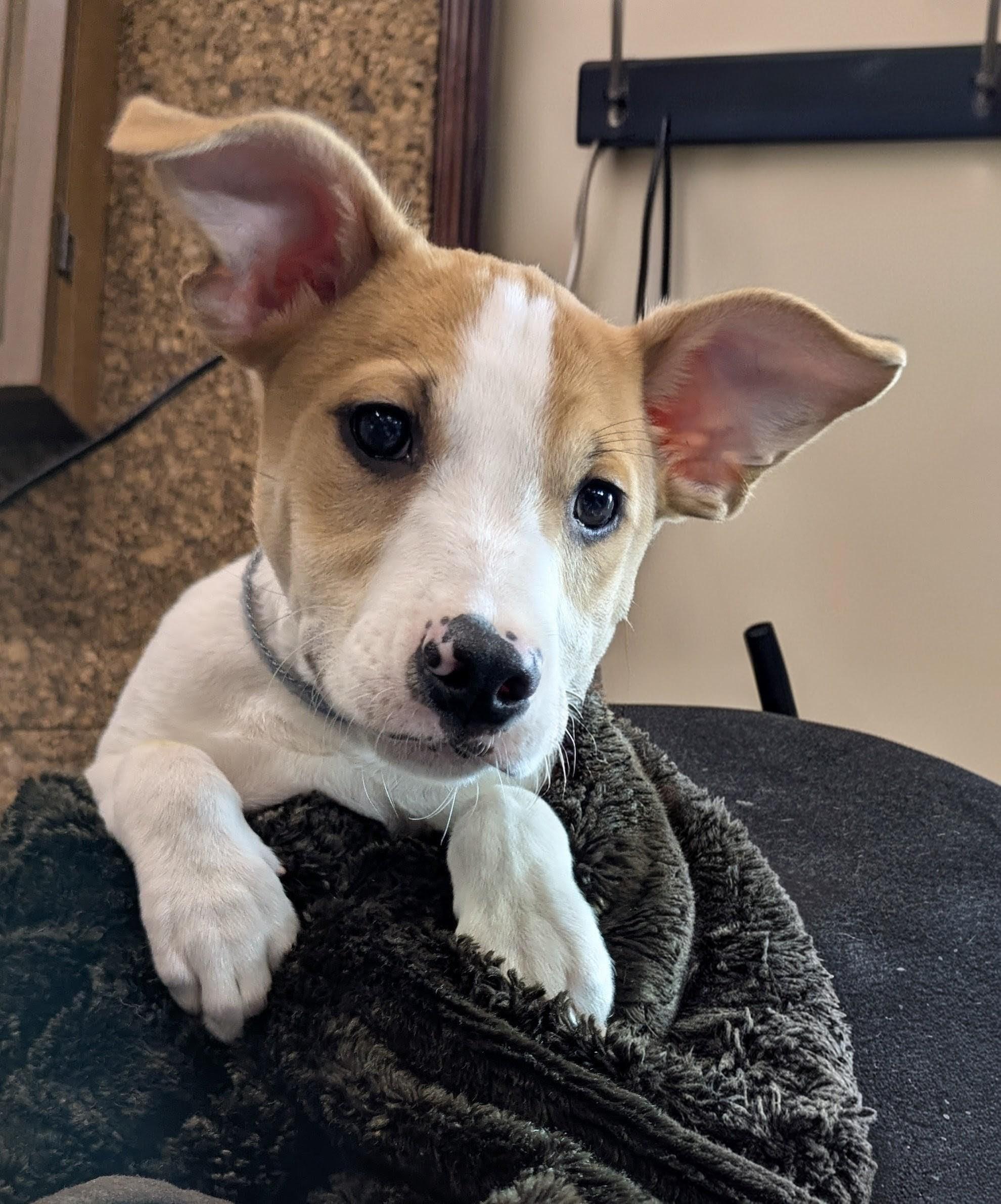Johnny, Adoptable, Puppy Male Mixed Breed & Border Collie.