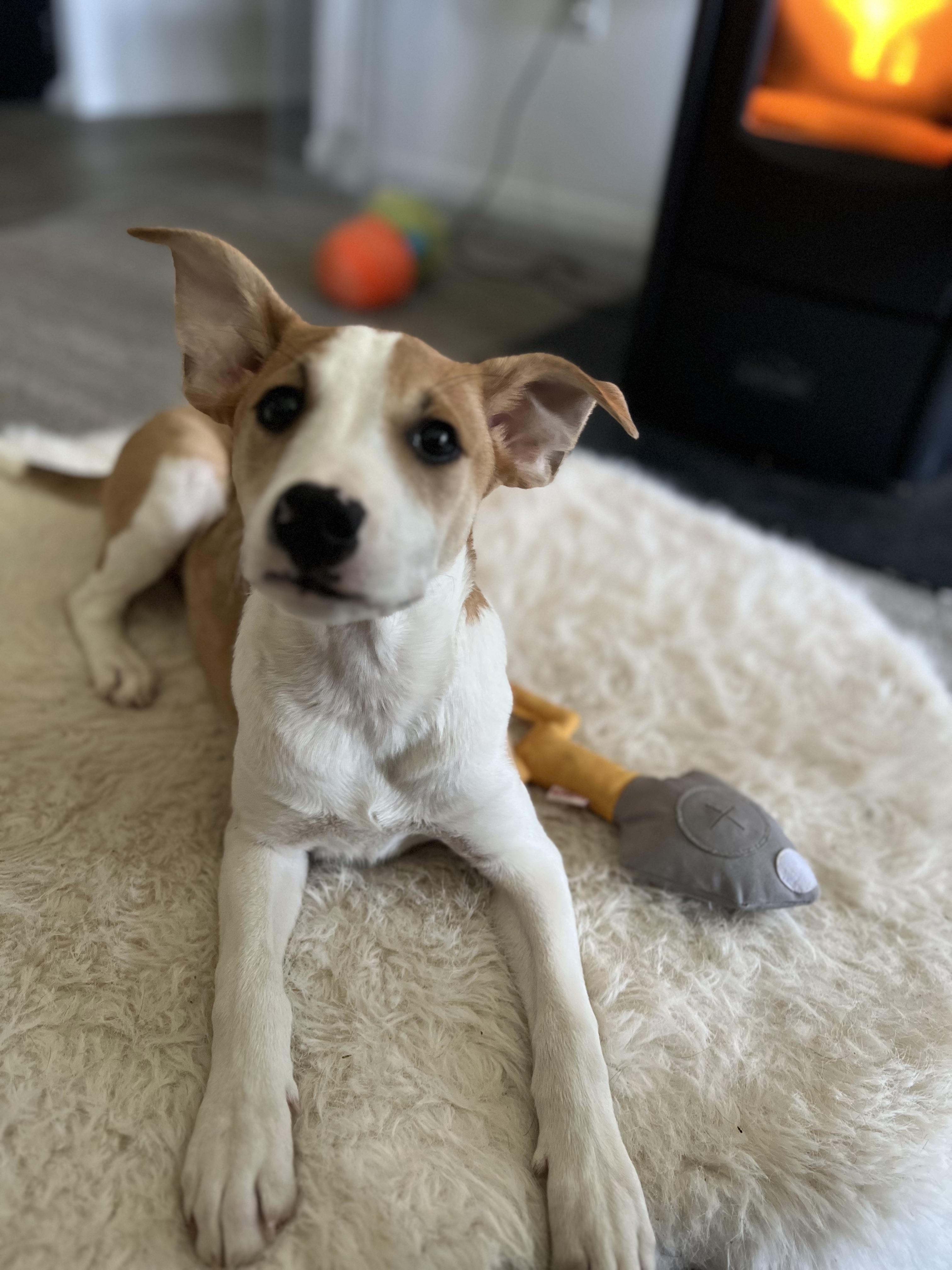 Enlarge Johnny is adopted!, a Adoptable mixed breed in Belfast, ME image 2/6