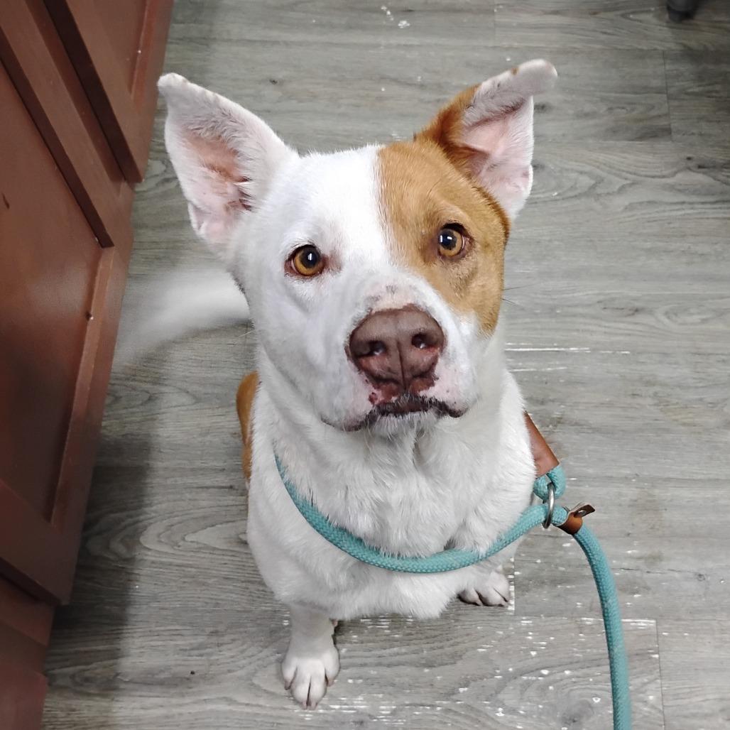 Enlarge Marzie, a Adoptable Mixed Breed in Summerville, SC image 1/1