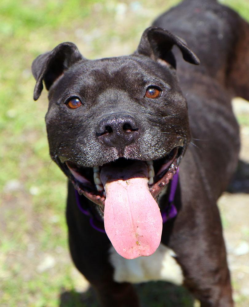Enlarge Timone (AO36411), a ADOPTABLE mixed breed in Kansas City, KS image 5/6