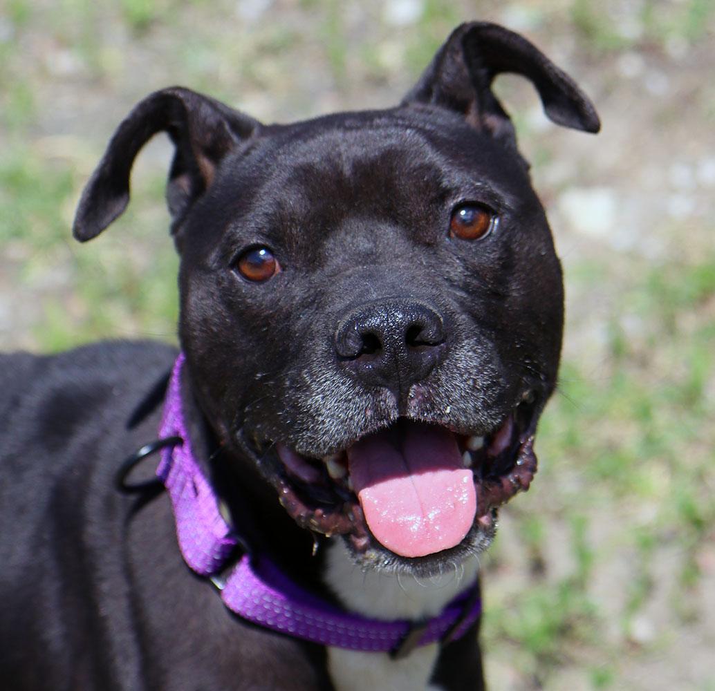 Timone (AO36411), ADOPTABLE, Young Male Pit Bull Terrier.