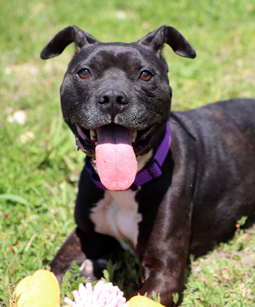 Enlarge Timone (AO36411), a ADOPTABLE mixed breed in Kansas City, KS image 3/6