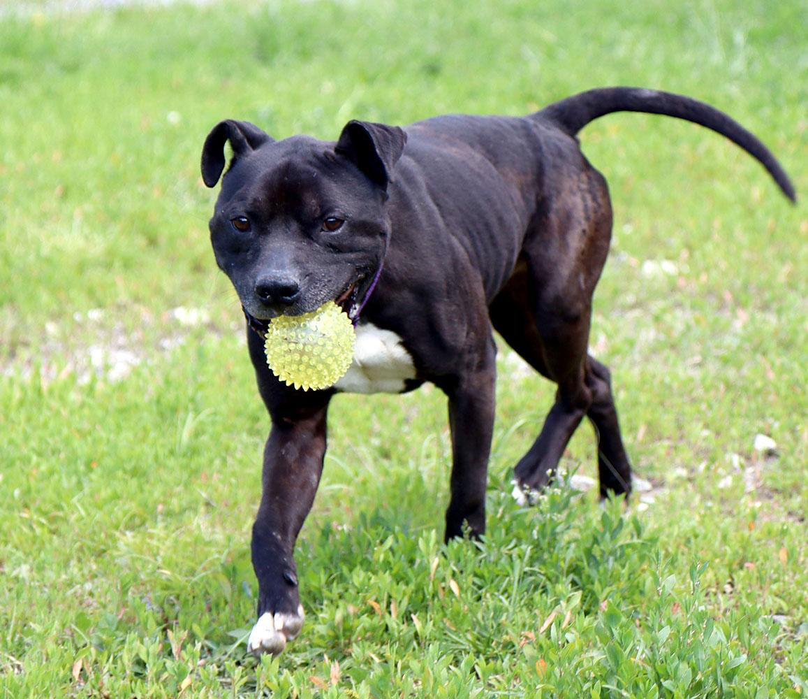 Enlarge Timone (AO36411), a ADOPTABLE mixed breed in Kansas City, KS image 4/6