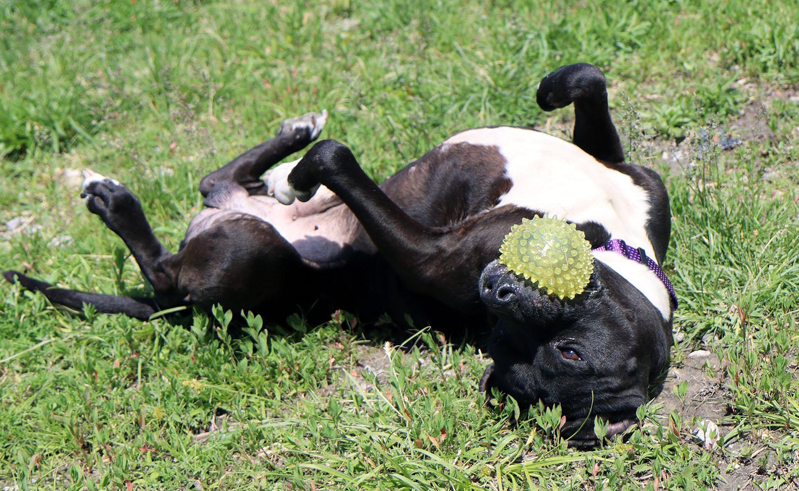 Enlarge Timone (AO36411), a ADOPTABLE mixed breed in Kansas City, KS image 2/6