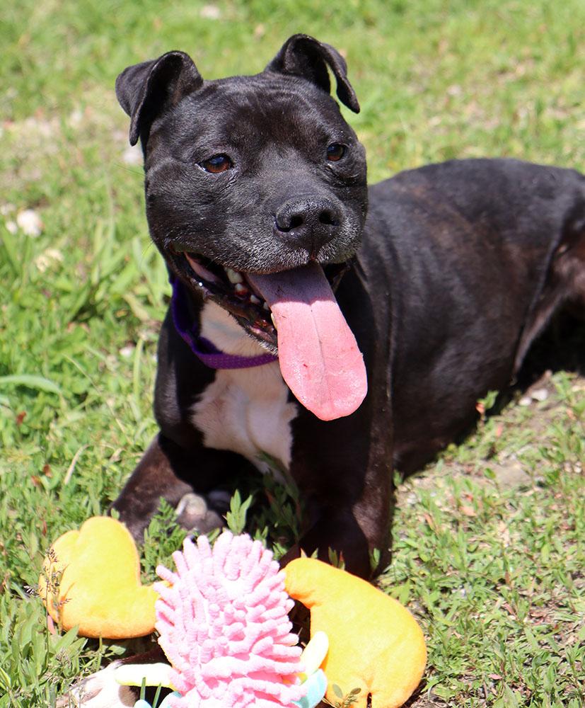 Enlarge Timone (AO36411), a ADOPTABLE mixed breed in Kansas City, KS image 6/6
