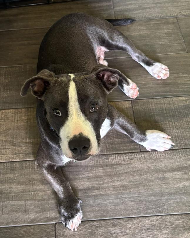 Enlarge Kane, a Adoptable mixed breed in Inverness, FL image 2/4