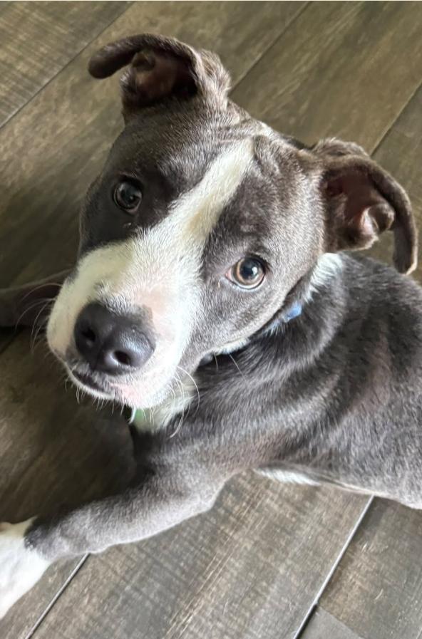 Kane, Adoptable, Young Male Pit Bull Terrier.