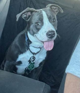 Enlarge Kane, a Adoptable mixed breed in Inverness, FL image 4/4