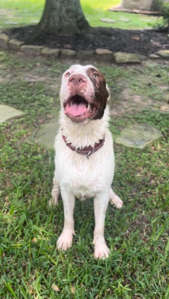 Boris, a Adoptable mixed breed in Denver, CO image 3/5