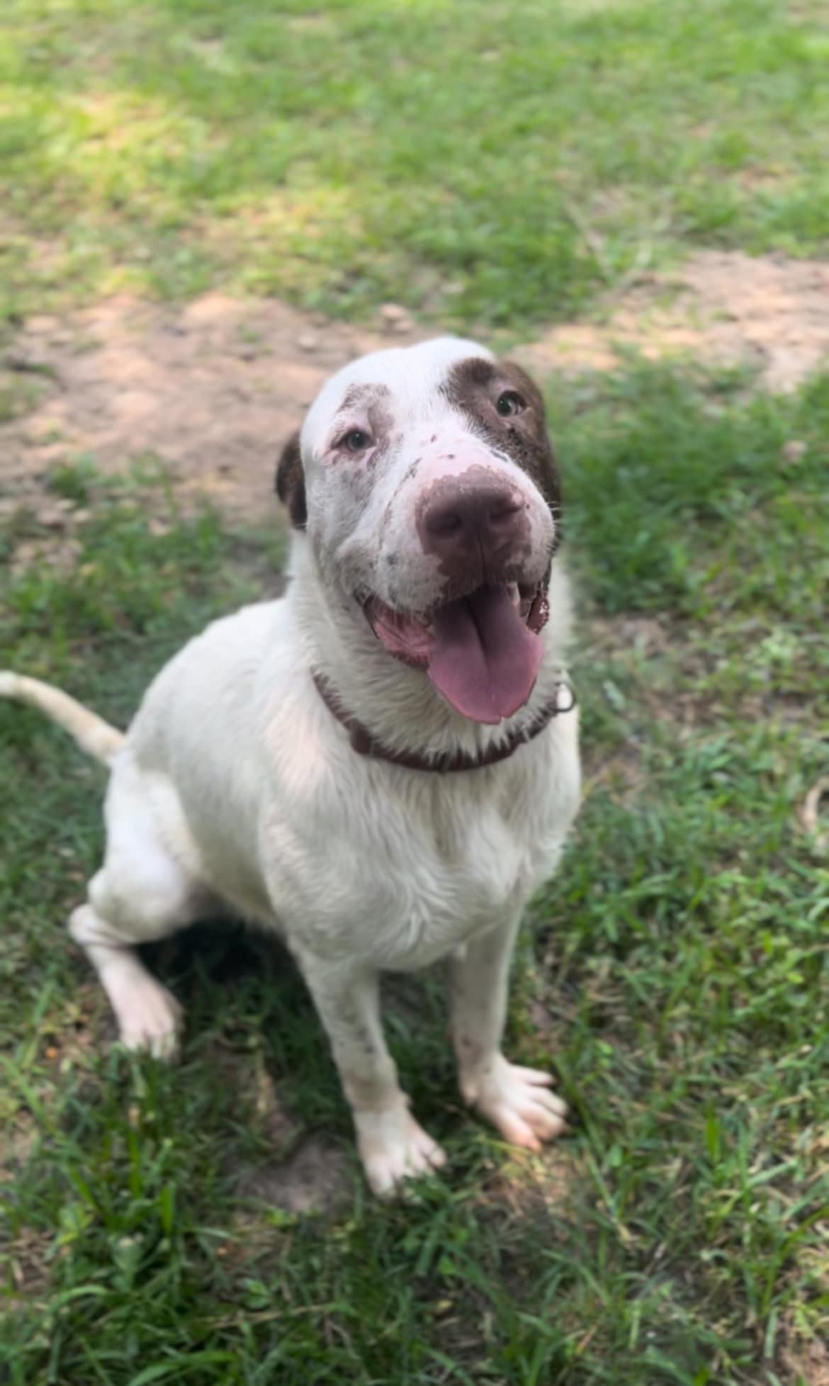 Boris, a Adoptable mixed breed in Denver, CO image 4/5