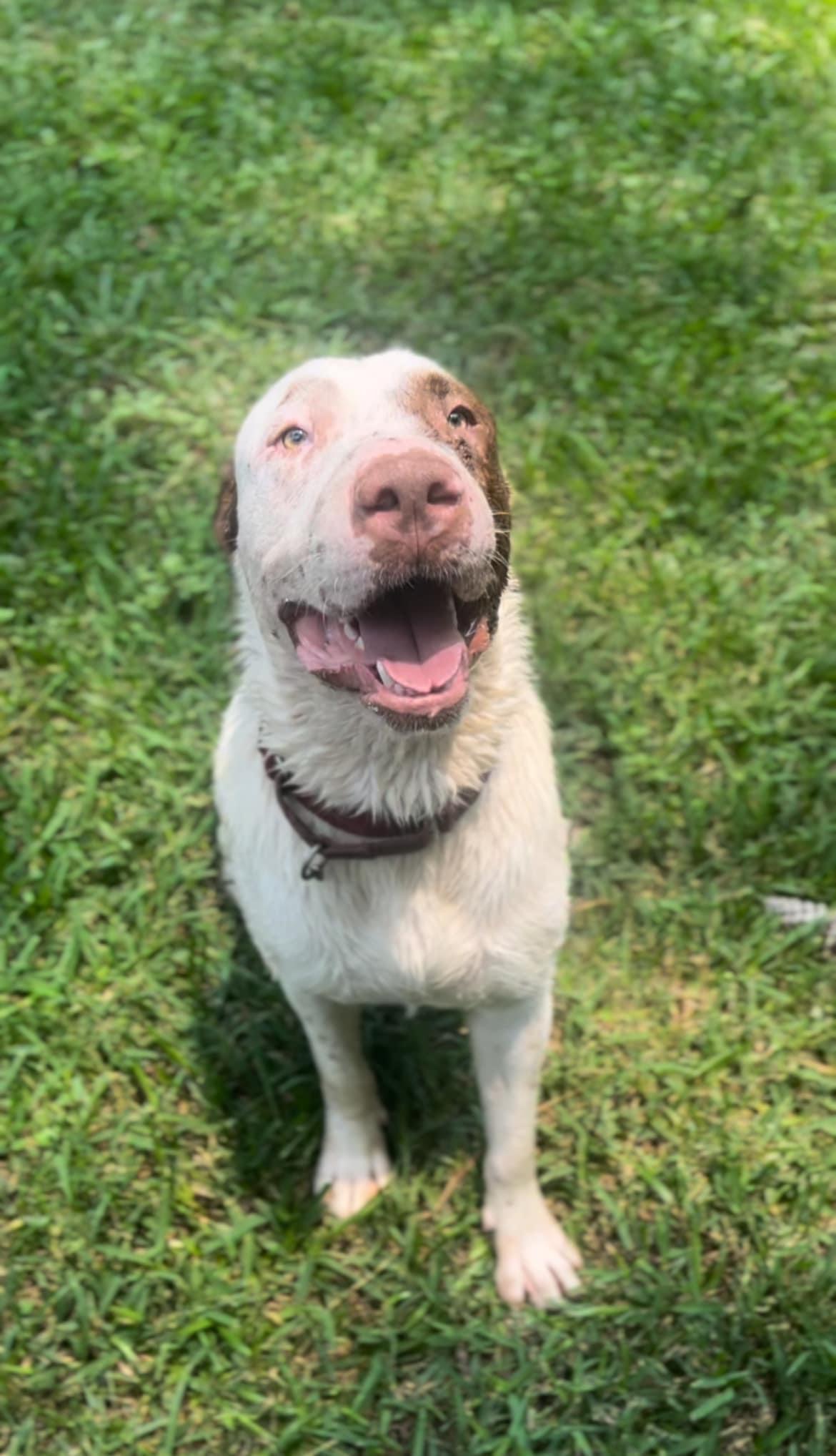 Boris, a Adoptable mixed breed in Denver, CO image 5/5