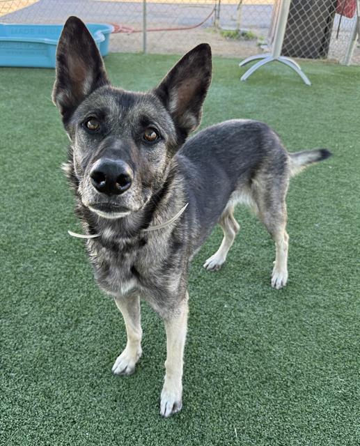 Enlarge LEIA, a Adoptable mixed breed in Castaic, CA image 1/1