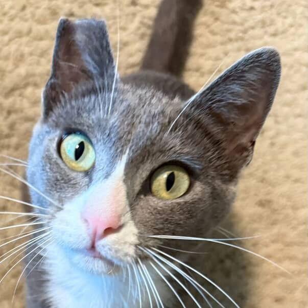 Dolly, Adoptable, Adult Female Domestic Short Hair.